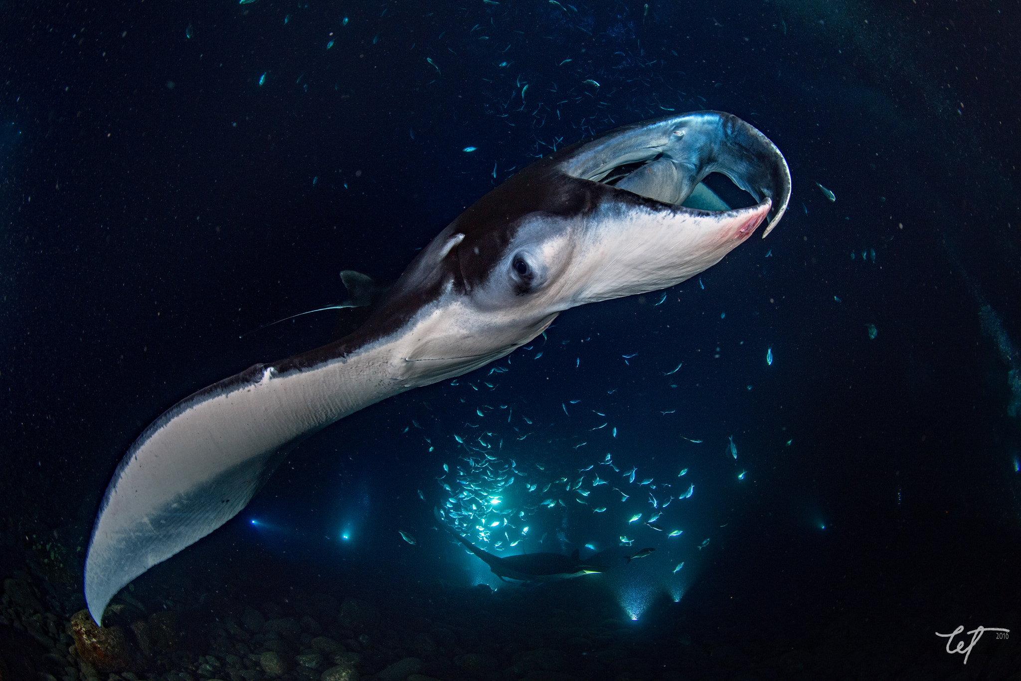 Nikon AF Fisheye-Nikkor 16mm F2.8D sample photo. Profile shot of a manta photography