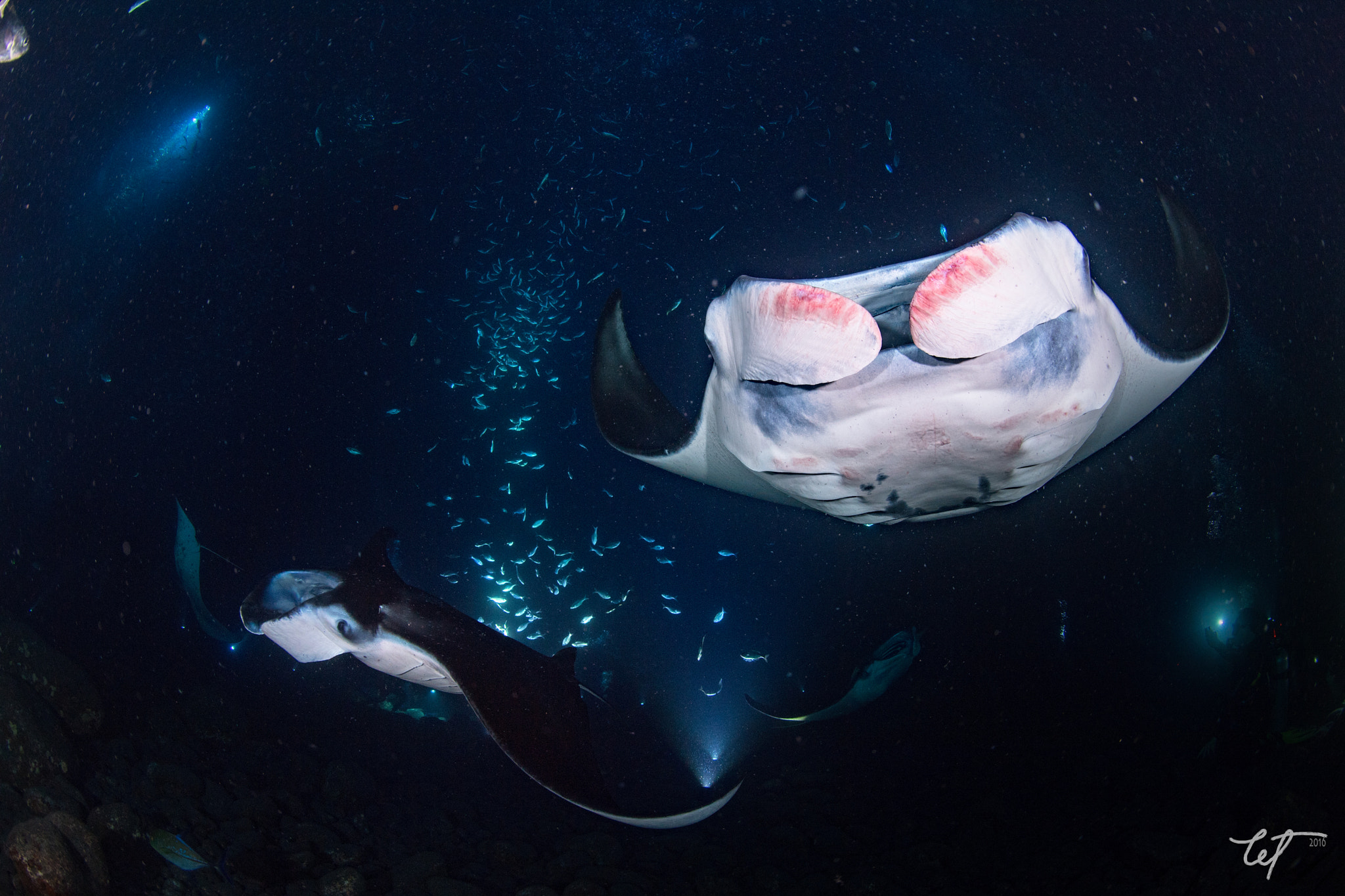 Nikon D5 + Nikon AF Fisheye-Nikkor 16mm F2.8D sample photo. Kona dive mantamanta night2 photography