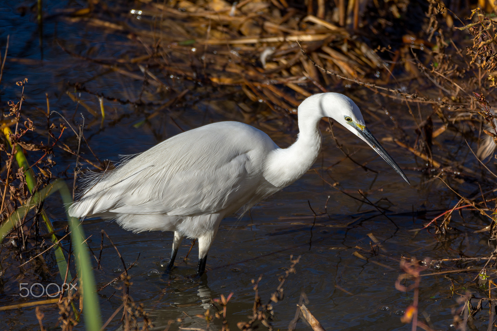 Sigma 150-600mm F5-6.3 DG OS HSM | S sample photo. Little egret photography