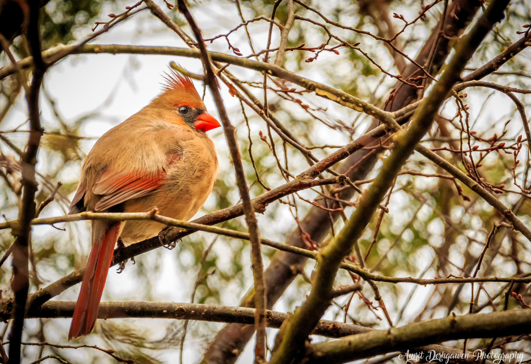 150-600mm F5-6.3 DG OS HSM | Contemporary 015 sample photo. Waiting for sunshine photography