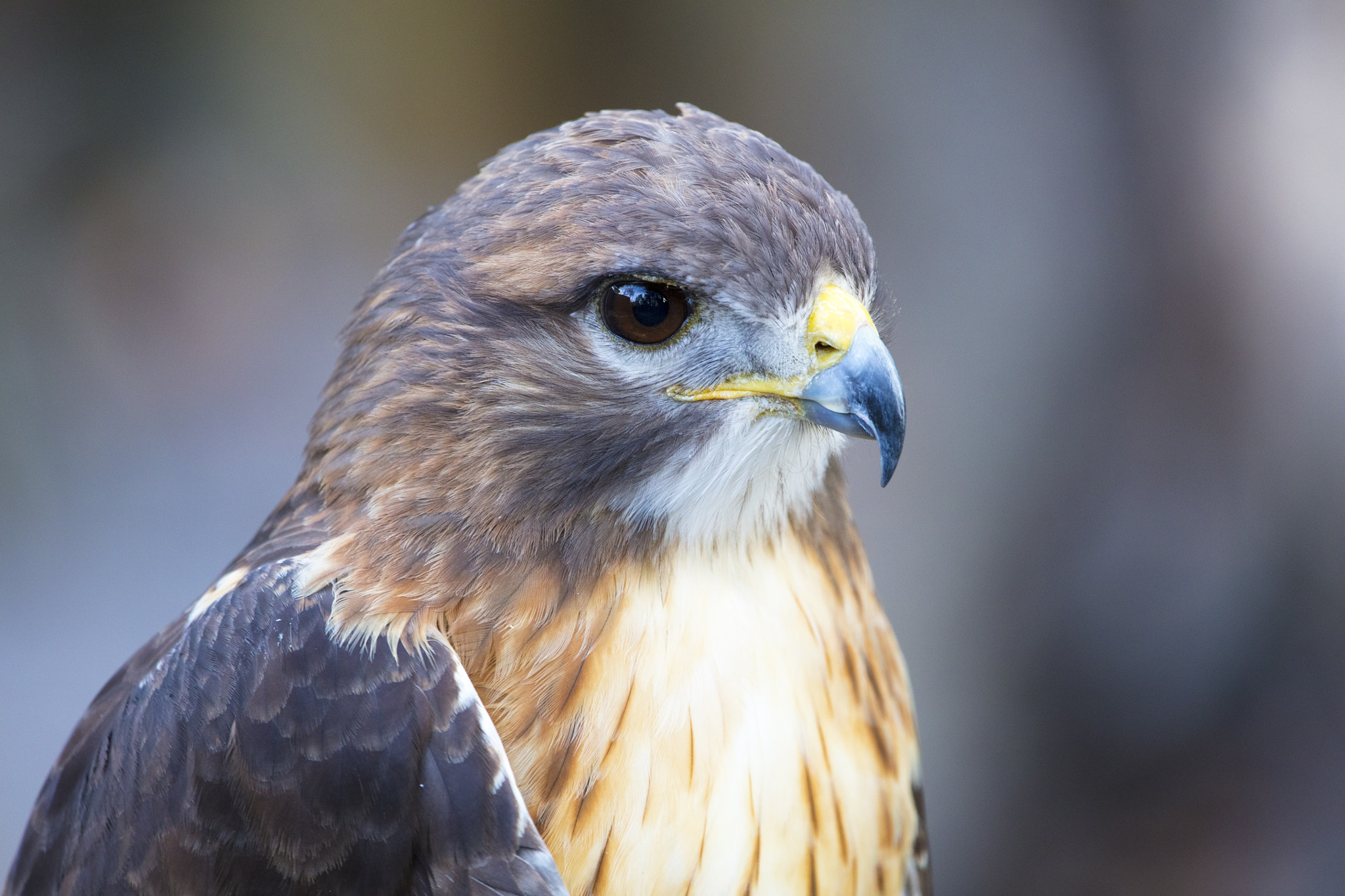 150-600mm F5-6.3 DG OS HSM | Contemporary 015 sample photo. Hawk3q photography