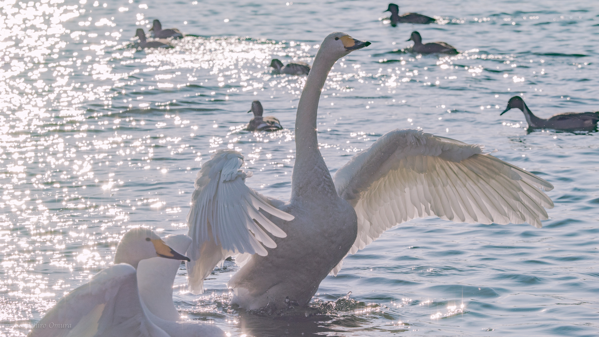 Panasonic Lumix DMC-GH4 + Olympus M.Zuiko Digital ED 40-150mm F2.8 Pro sample photo. Swan photography