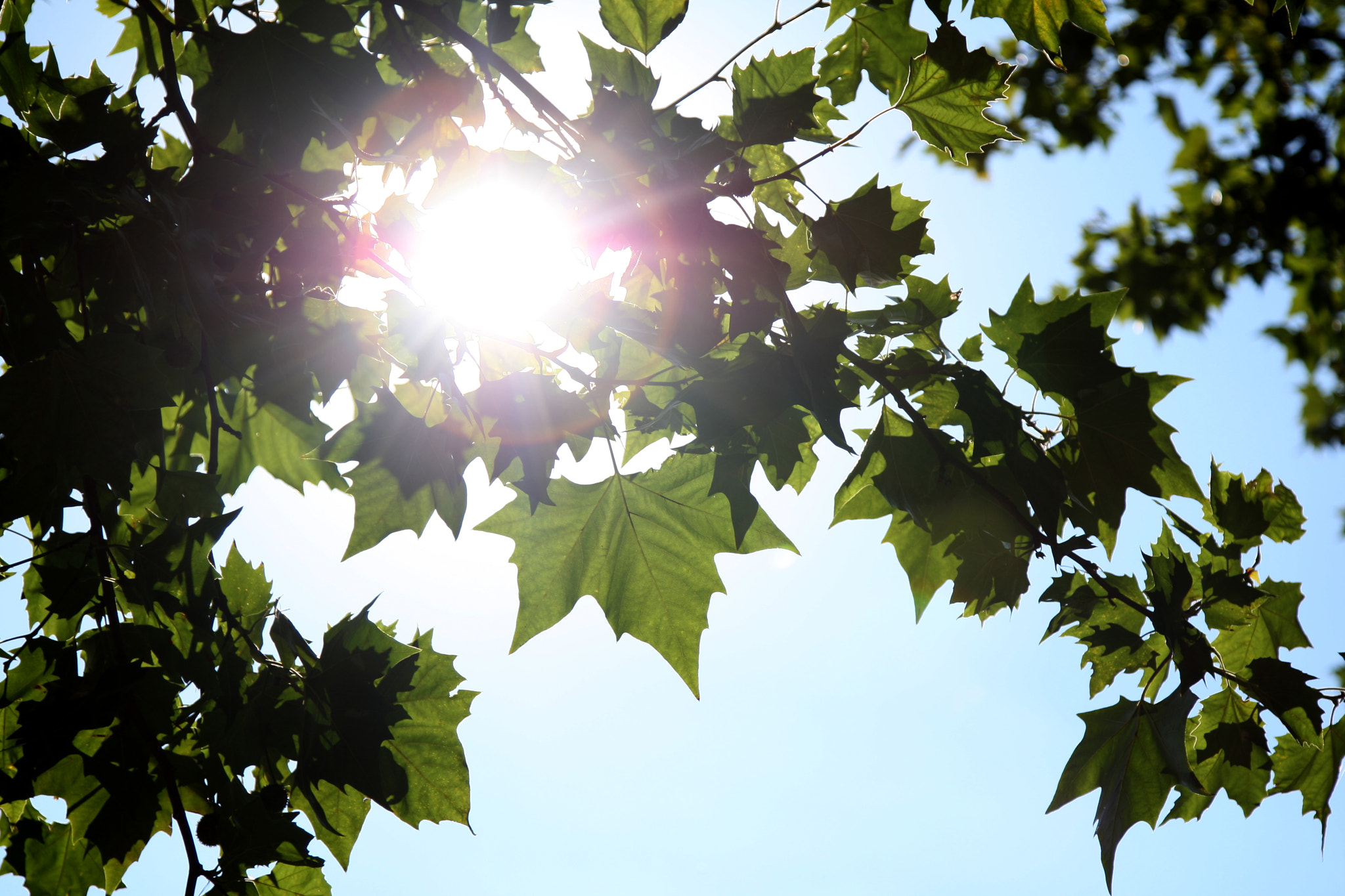 Canon EOS-1D Mark III sample photo. Shine bright photography