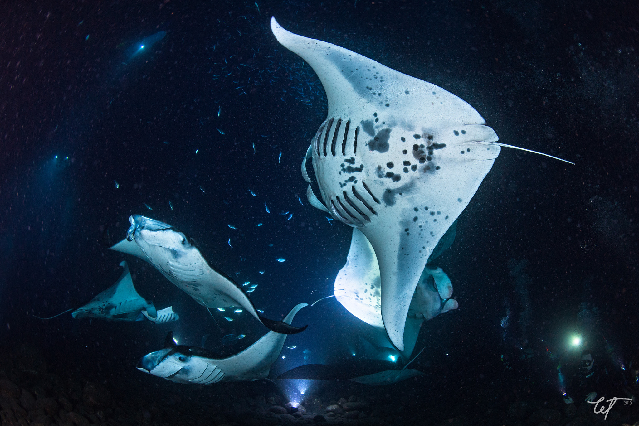 Nikon D5 + Nikon AF Fisheye-Nikkor 16mm F2.8D sample photo. Manta night3 photography