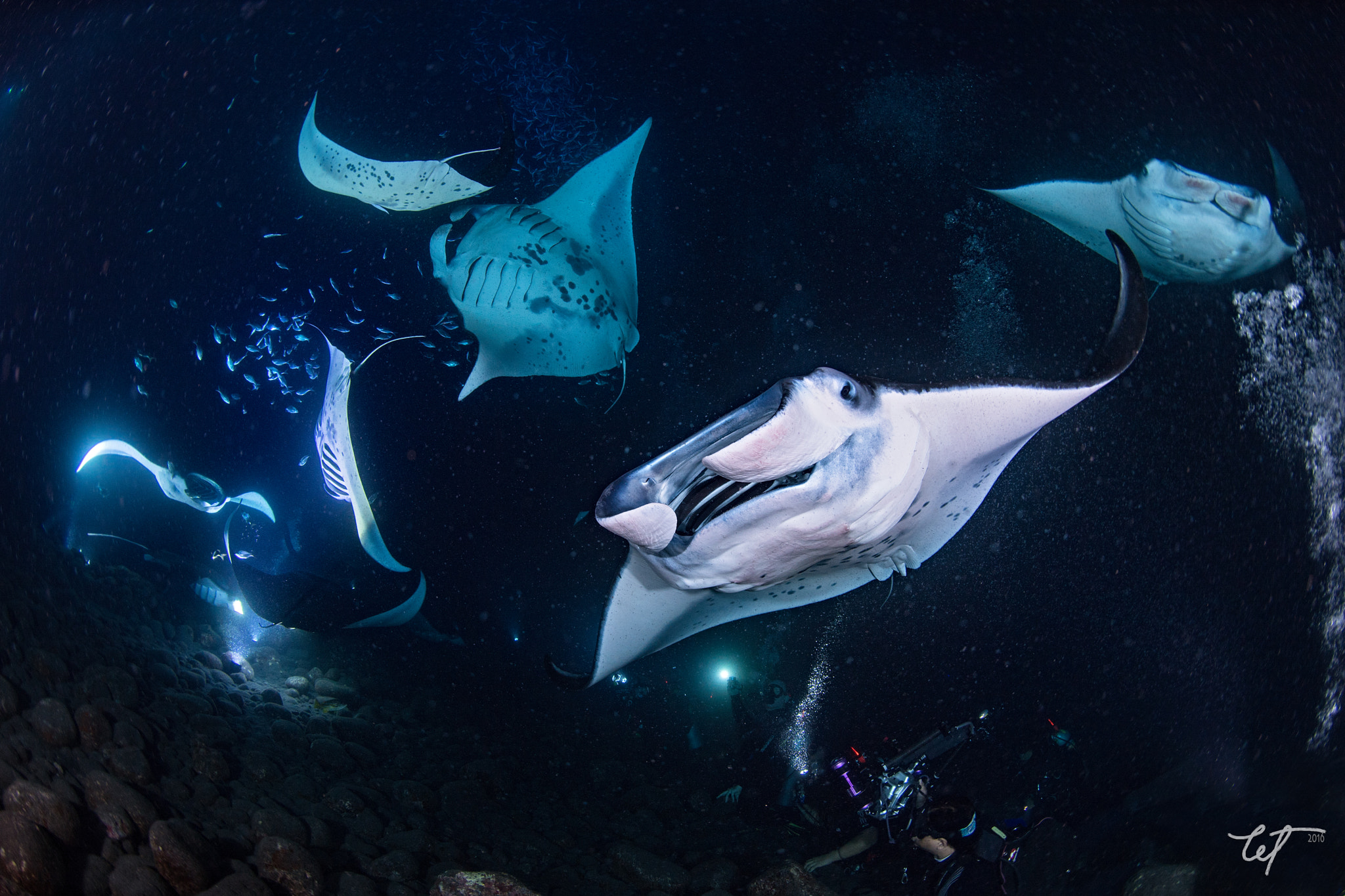 Nikon D5 + Nikon AF Fisheye-Nikkor 16mm F2.8D sample photo. Manta night4 photography