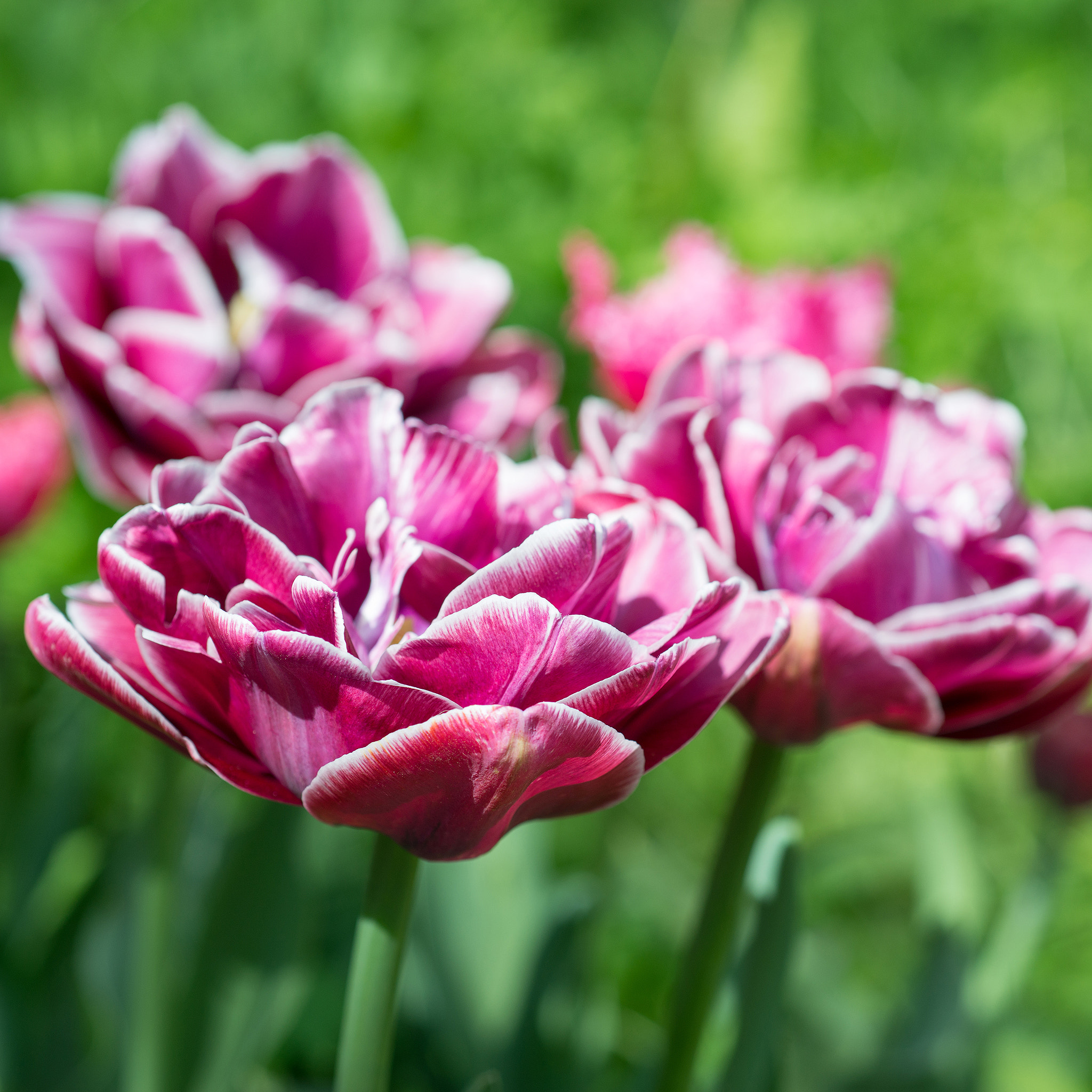 Nikon D800 + Nikon AF Micro-Nikkor 60mm F2.8D sample photo. Flowers pink tulips photography