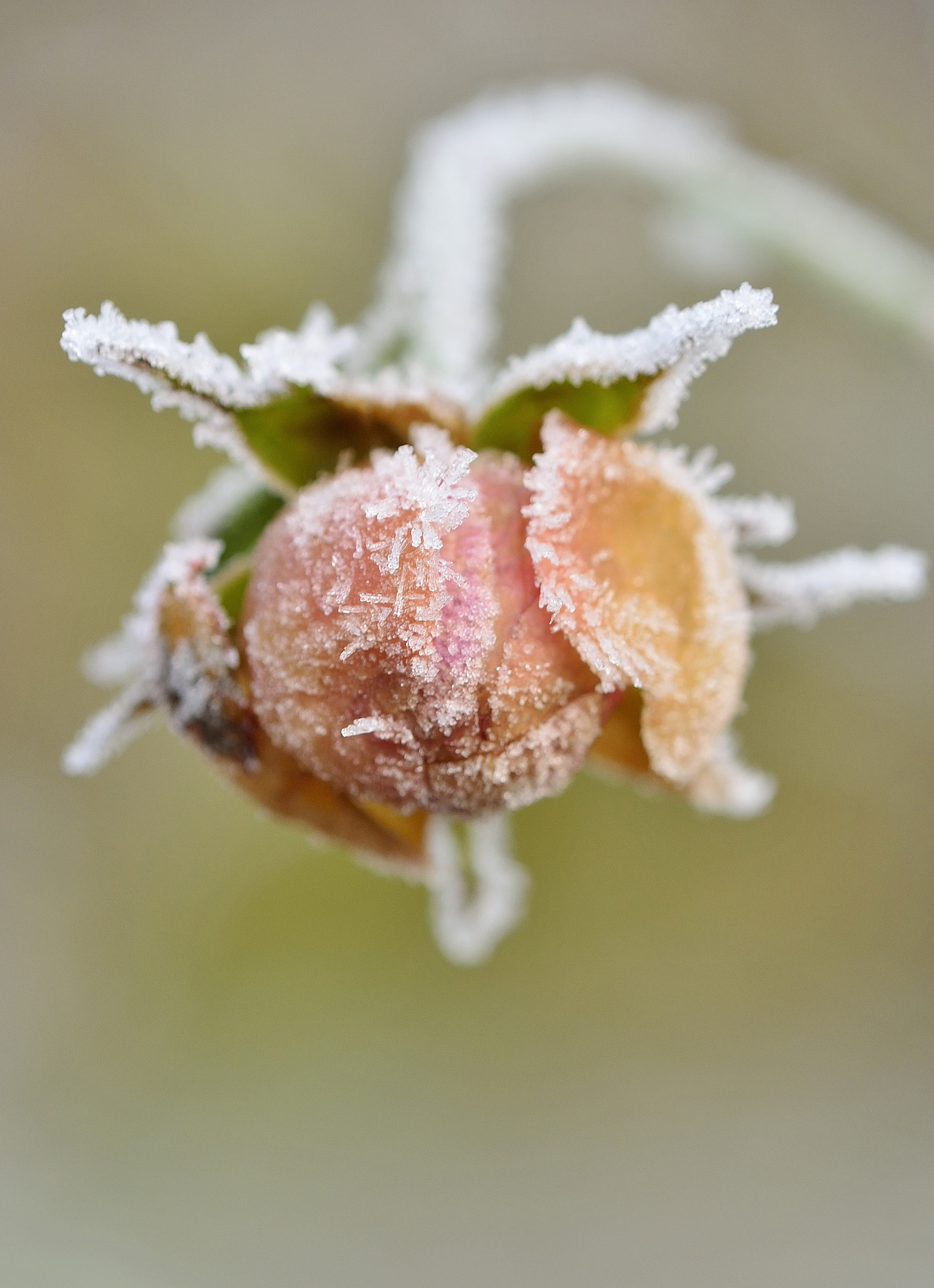Nikon D5100 sample photo. Une rose en hiver photography
