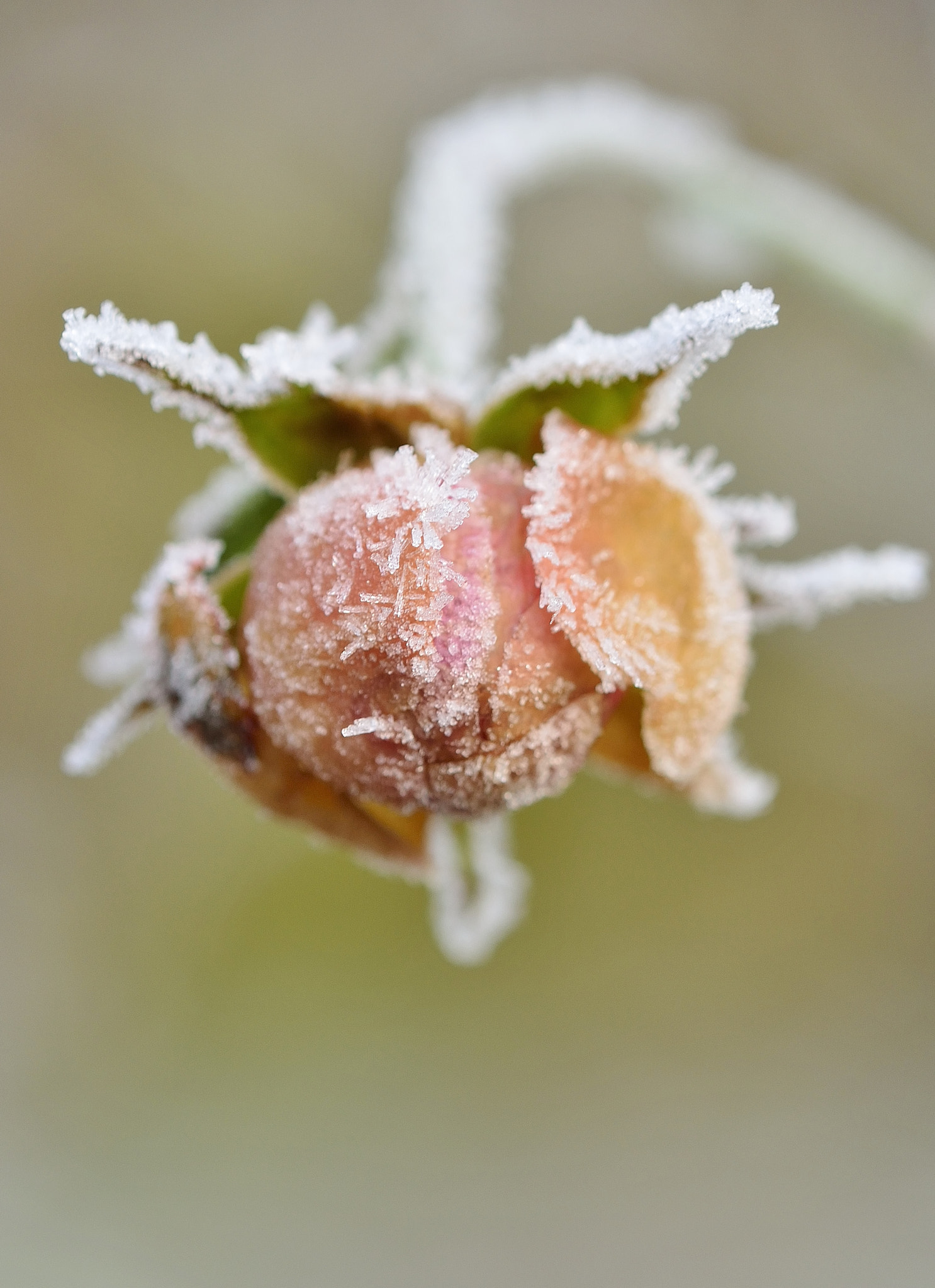 Nikon AF-S DX Micro-Nikkor 85mm F3.5G ED VR sample photo. Une rose en hiver photography