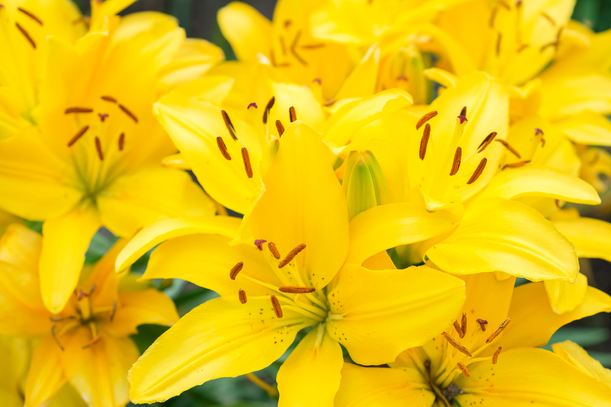 Nikon D800 + Nikon AF Micro-Nikkor 60mm F2.8D sample photo. Yellow lily photography