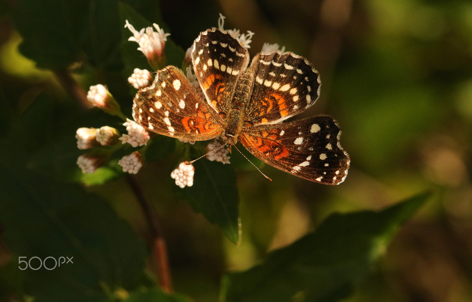 Canon EF 100mm F2.8L Macro IS USM sample photo. Butterfly 6127 photography