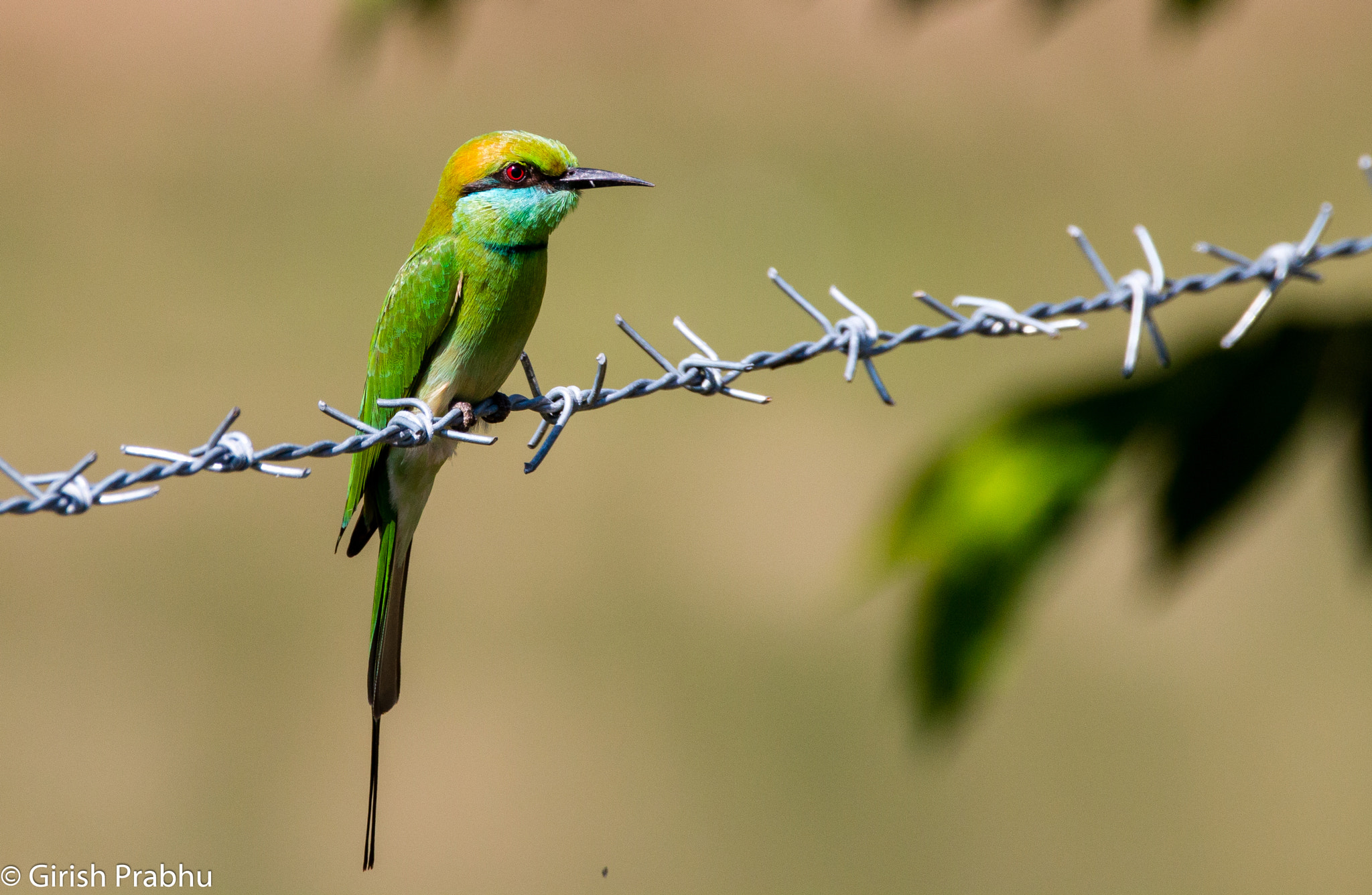 150-600mm F5-6.3 DG OS HSM | Contemporary 015 sample photo. Beauty & the barb photography