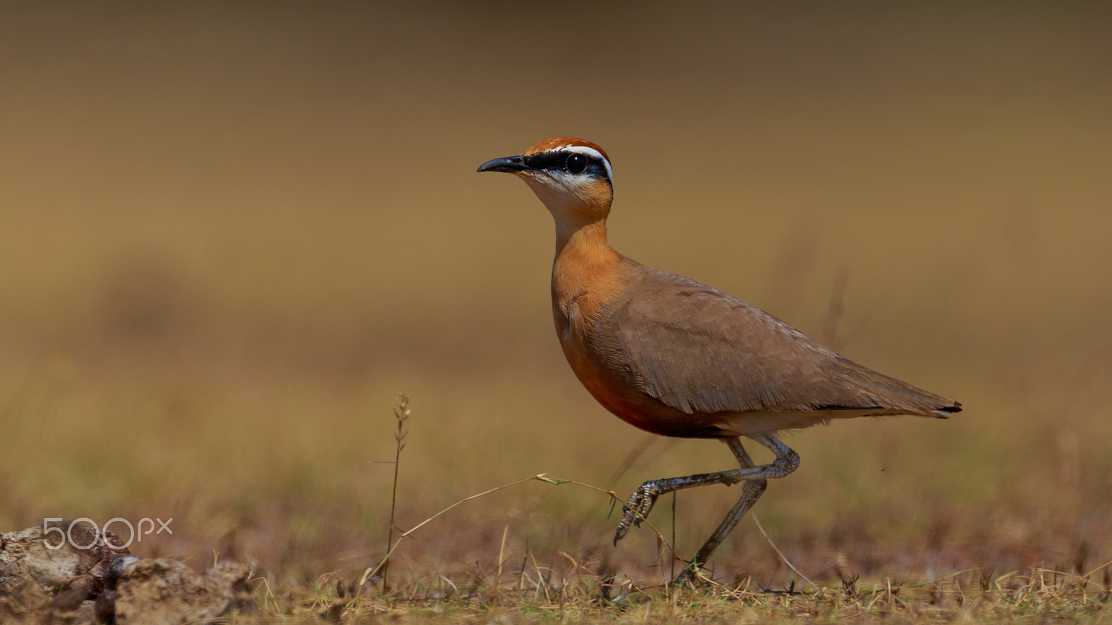 Sigma 150-600mm F5-6.3 DG OS HSM | C sample photo. I have already seen you…… photography