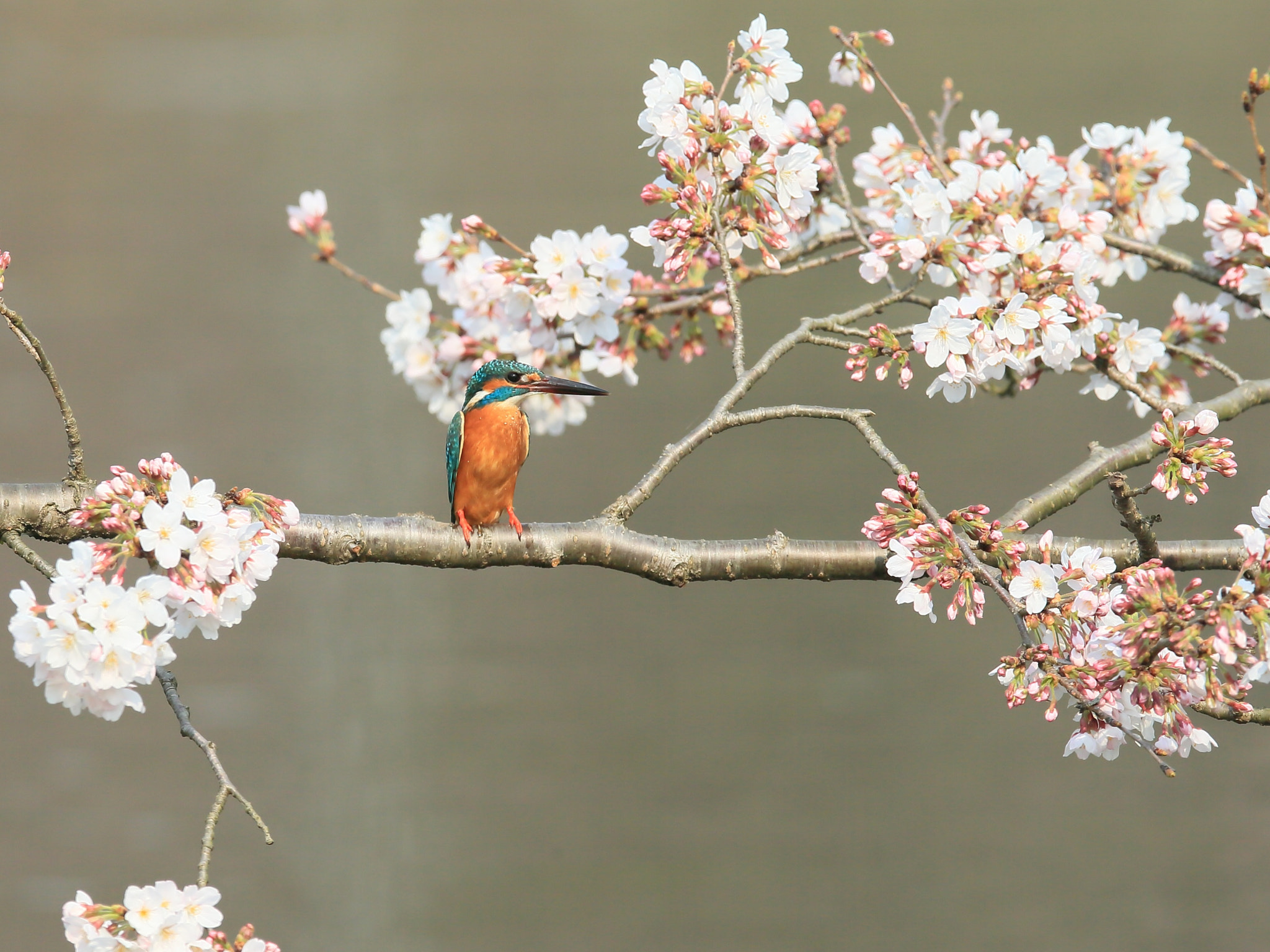 Canon EOS-1D X sample photo. カワセミ kingfisher photography