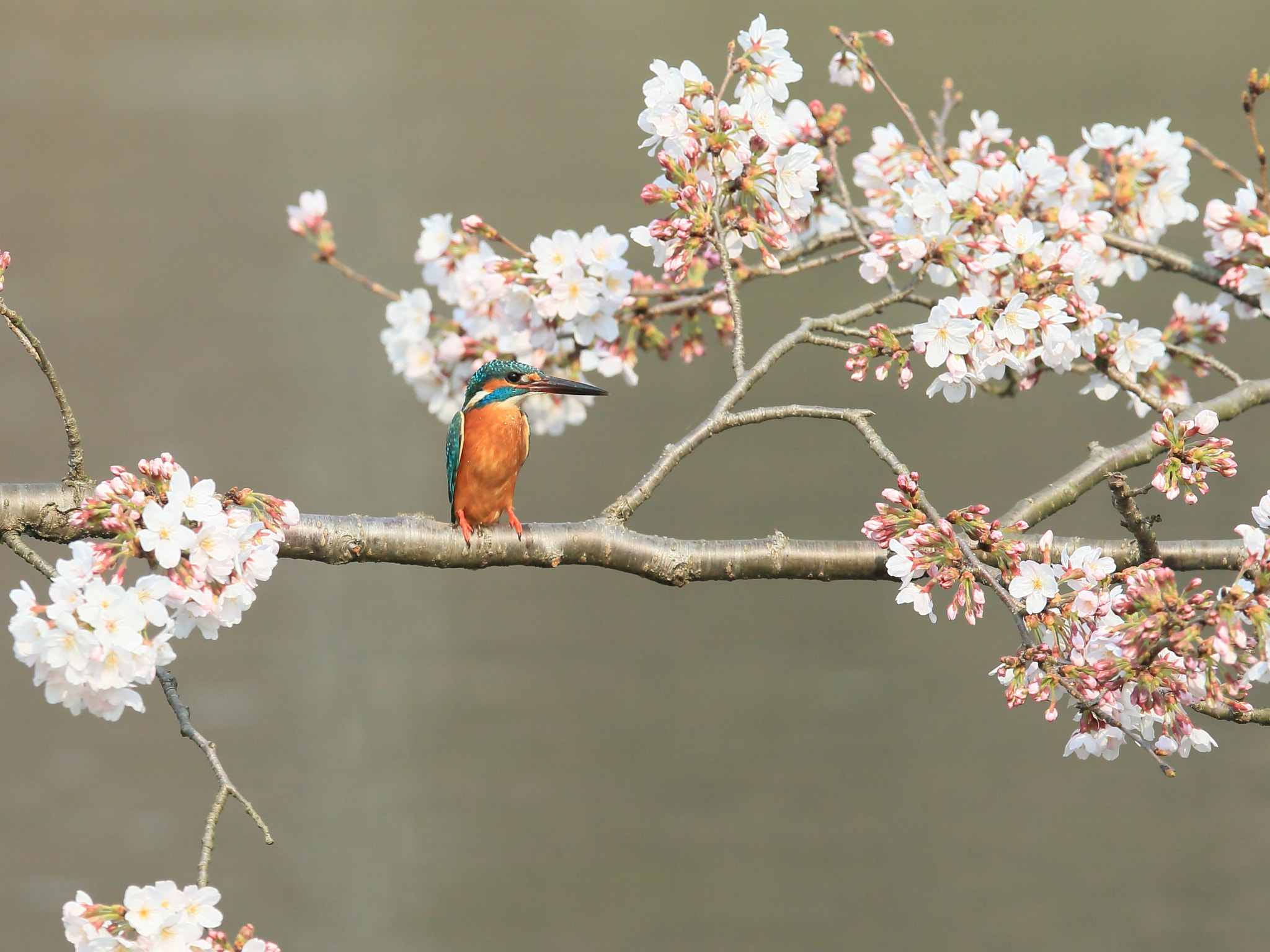 Canon EF 400mm F2.8L IS II USM sample photo. カワセミ kingfisher photography