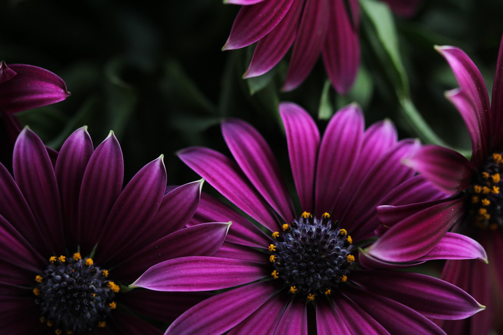 Canon EF 100mm F2.8 Macro USM sample photo. Il colore dei fiori photography