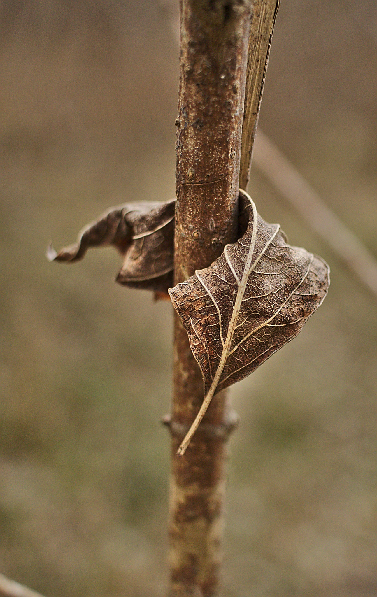 Canon EOS 1200D (EOS Rebel T5 / EOS Kiss X70 / EOS Hi) sample photo. Leaf photography