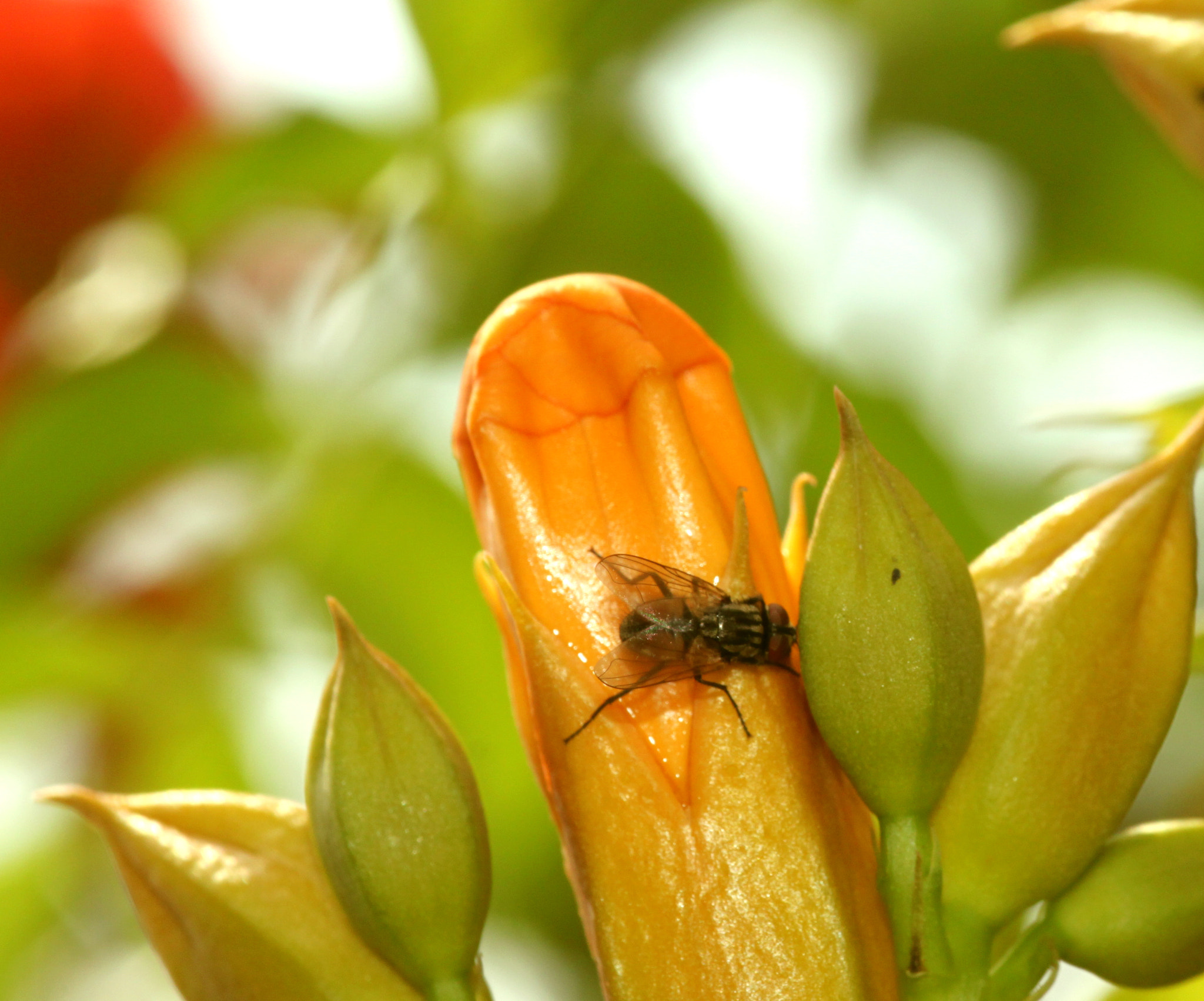 Canon EF 100mm F2.8 Macro USM sample photo. Img photography