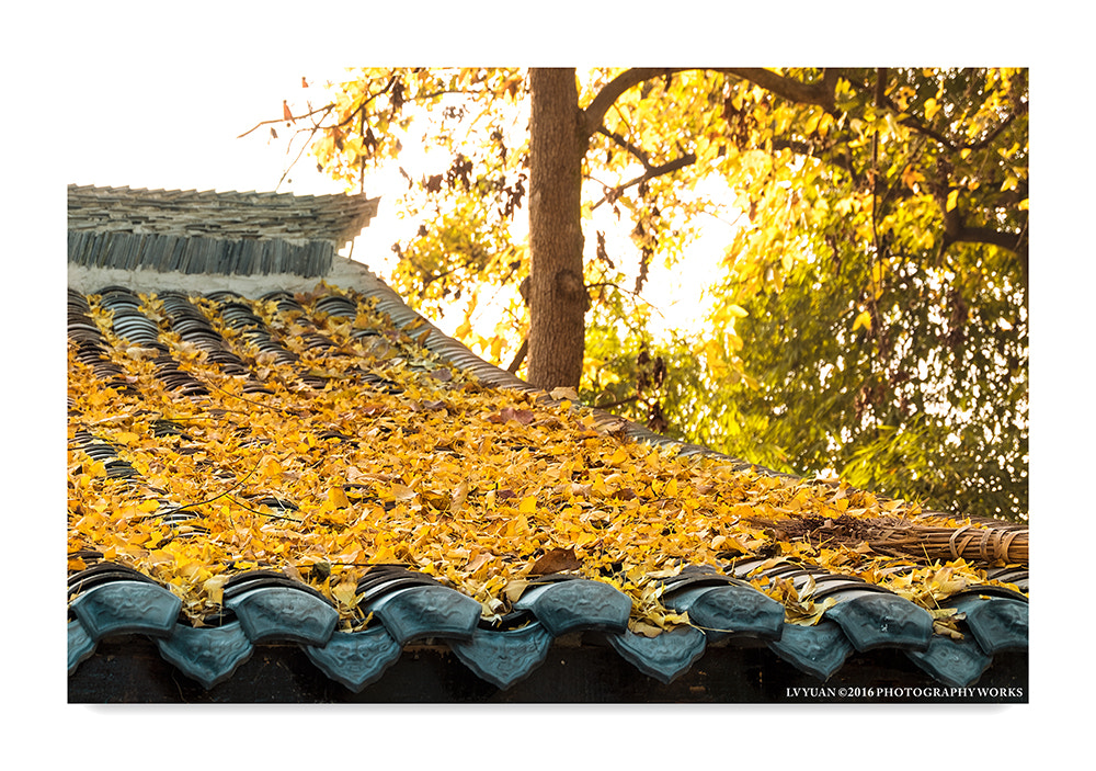 Fujifilm XC 16-50mm F3.5-5.6 OIS II sample photo. 禅意 photography