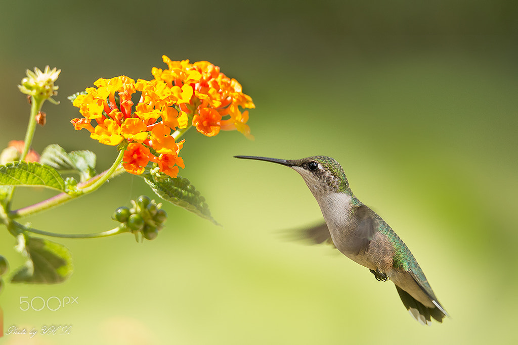 150-600mm F5-6.3 DG OS HSM | Sports 014 sample photo. Hummingbird in pennsylvania(6) photography