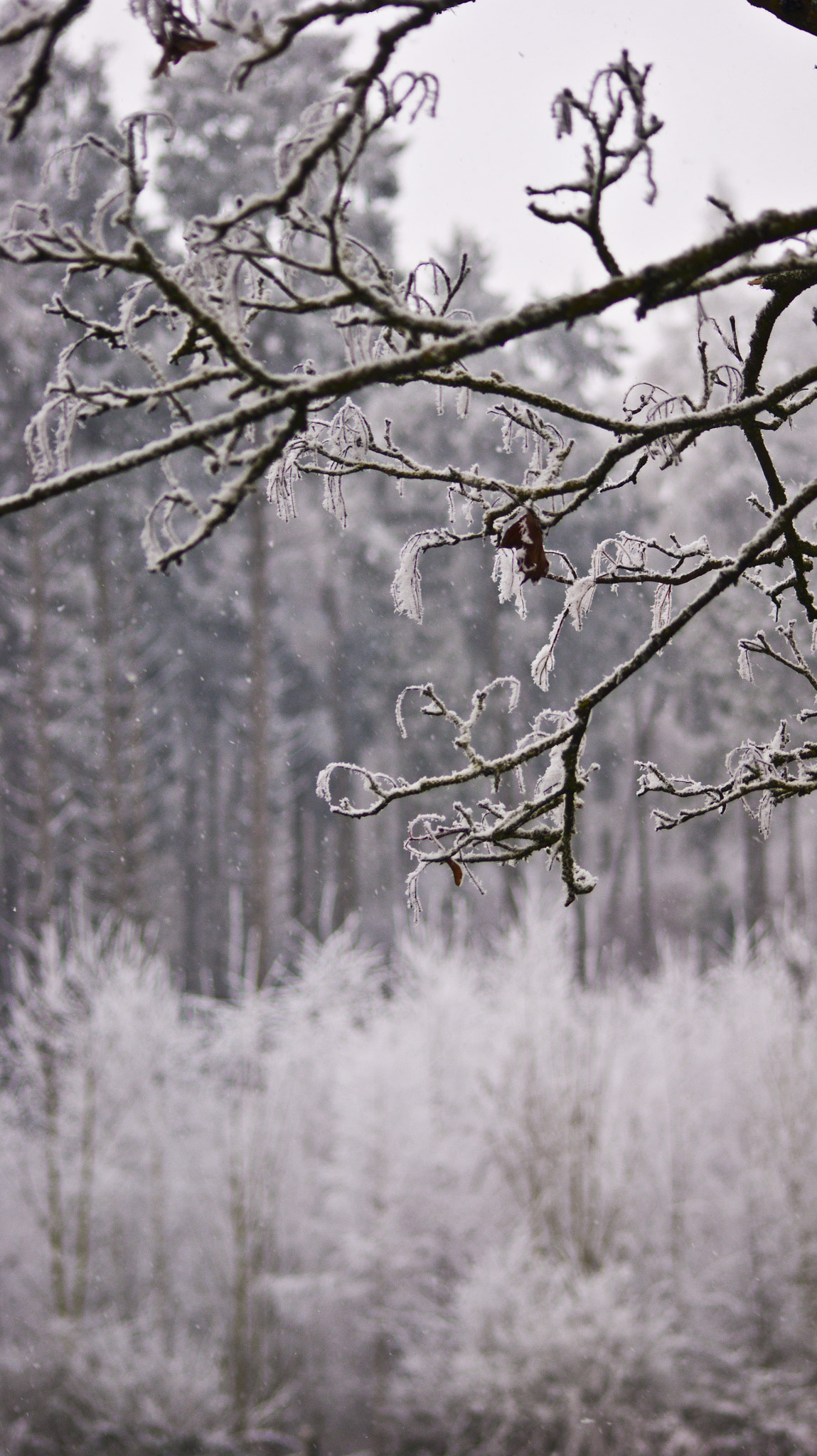 Sony Alpha DSLR-A380 + Sigma 70-300mm F4-5.6 DL Macro sample photo. Cold day photography