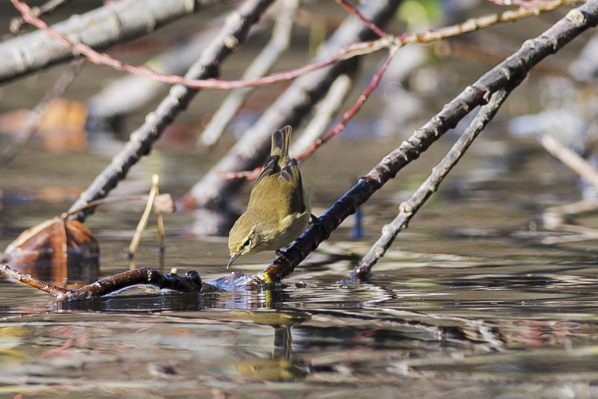 Nikon D750 + Nikon AF-S Nikkor 300mm F4D ED-IF sample photo. In cerca di equilibrio photography