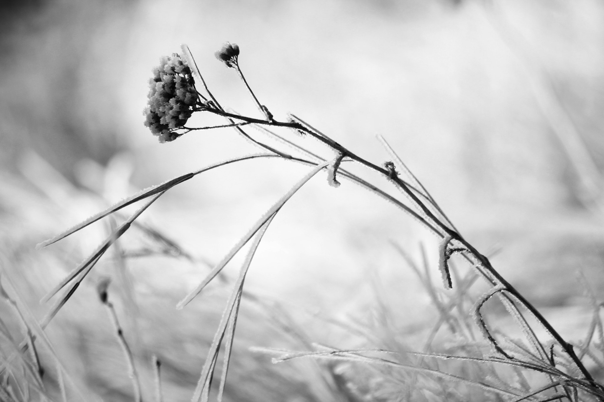 Canon EF-S 55-250mm F4-5.6 IS II sample photo. In stillness photography