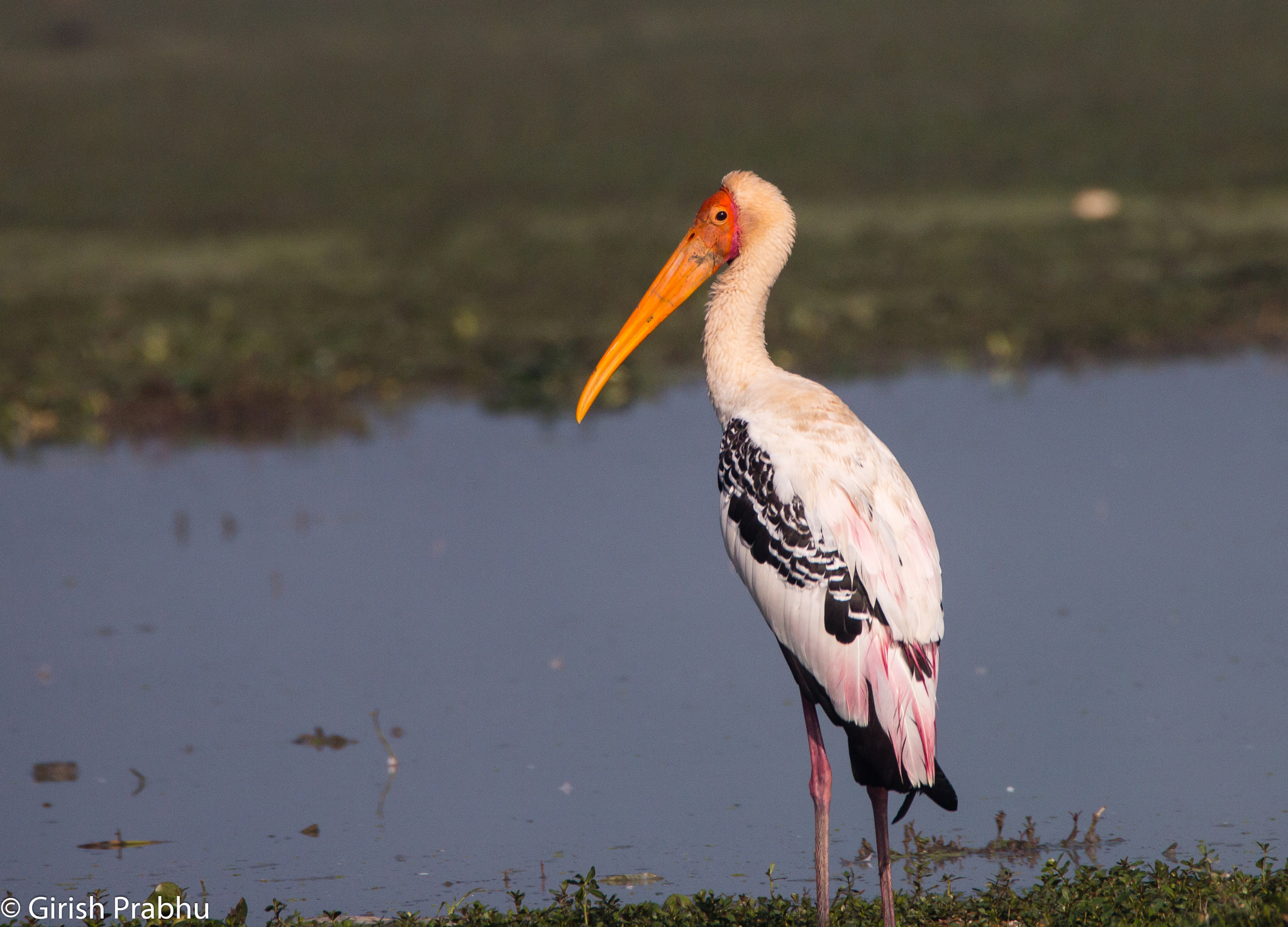 150-600mm F5-6.3 DG OS HSM | Contemporary 015 sample photo. Painted stork! photography