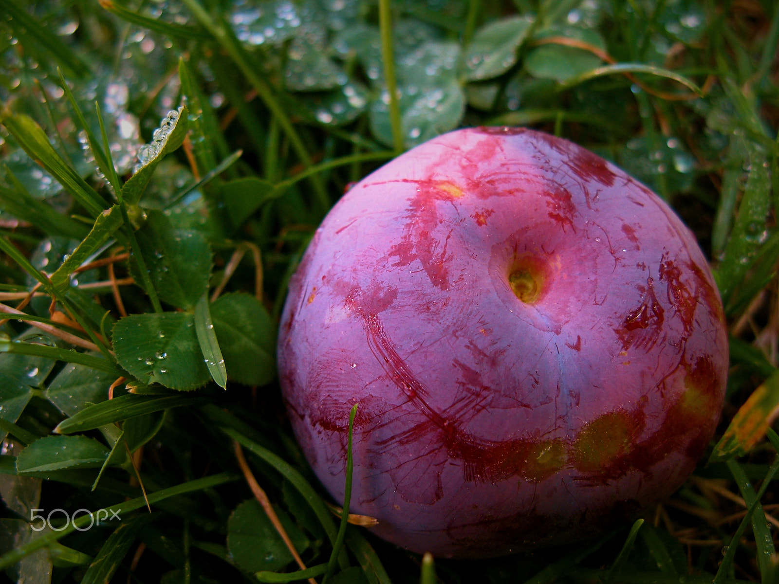 Canon POWERSHOT G7 sample photo. The plum photography