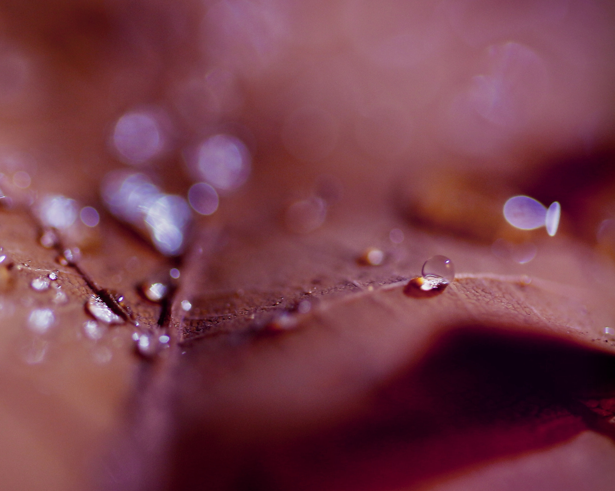 Canon EF 100mm F2.8L Macro IS USM sample photo. Bejewelled leaf photography