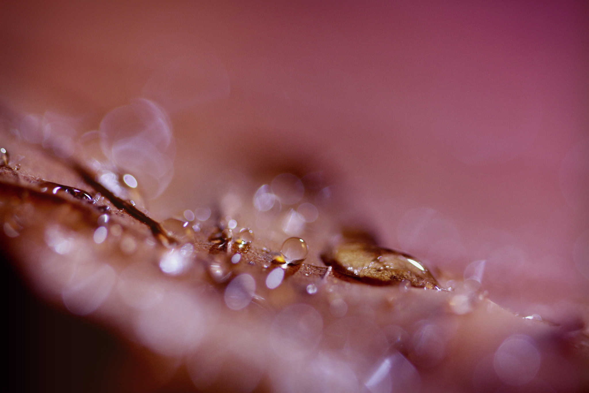 Canon EF 100mm F2.8L Macro IS USM sample photo. Bejewelled leaf series photography