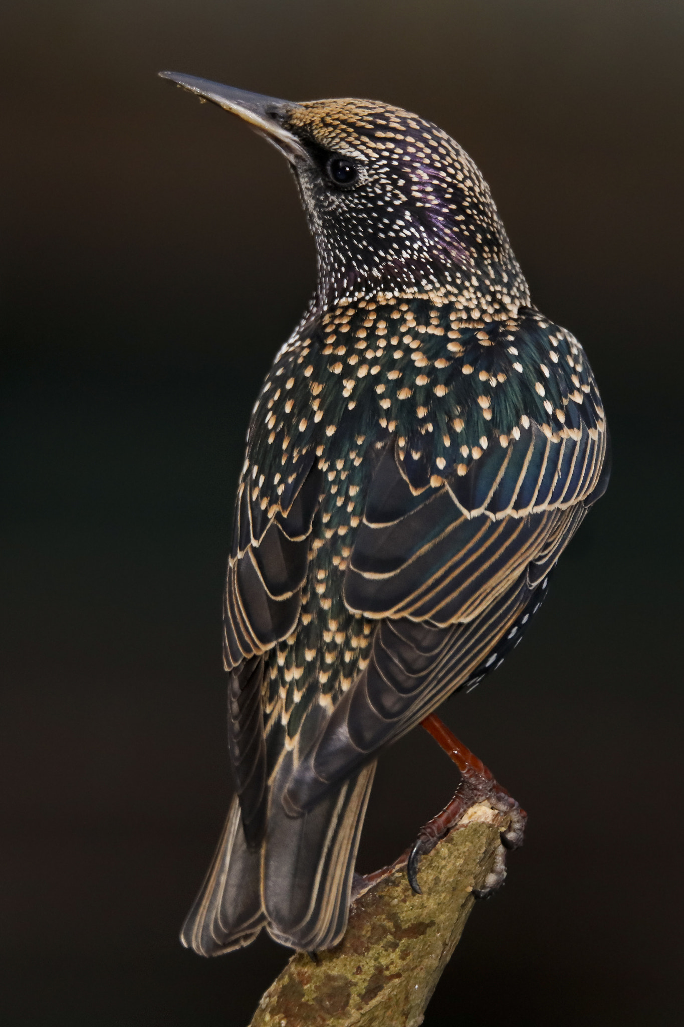 150-600mm F5-6.3 DG OS HSM | Sports 014 sample photo. Starling photography