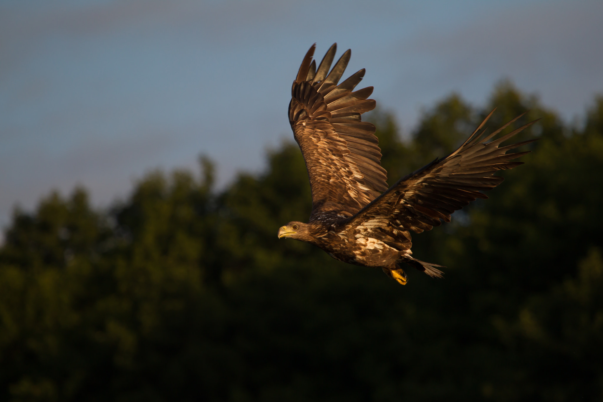 Canon EOS-1D Mark IV sample photo. Seeadler 1 photography