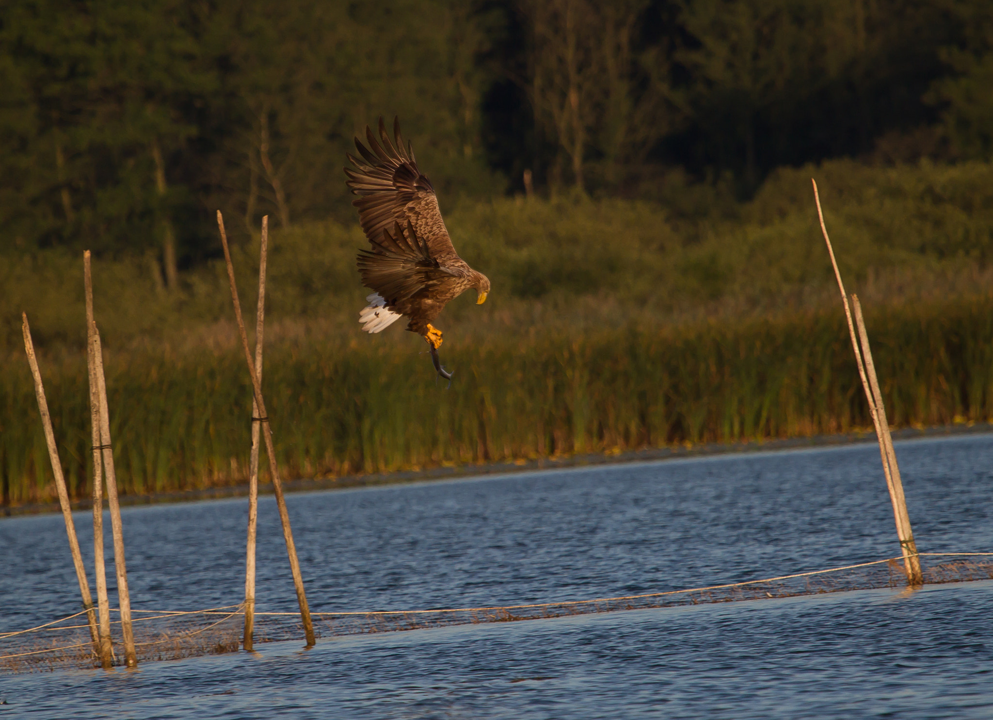 Canon EOS-1D Mark IV sample photo. Seeadler 2 photography