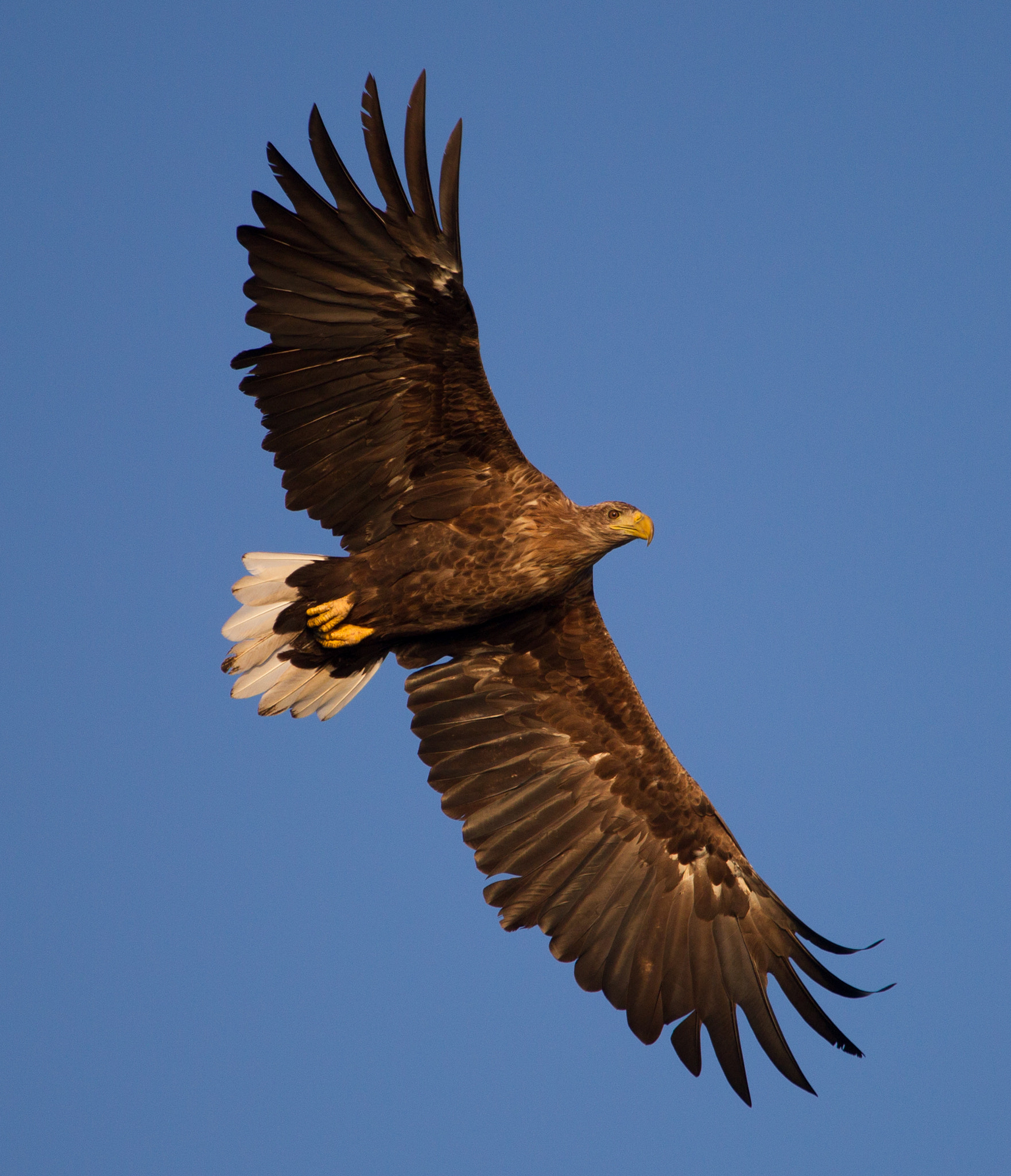Canon EOS-1D Mark IV sample photo. Seeadler 3 photography