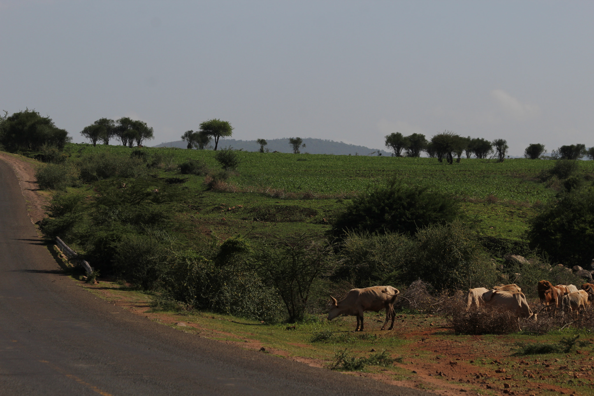 Canon EF 70-300mm F4-5.6 IS USM sample photo. Cows photography