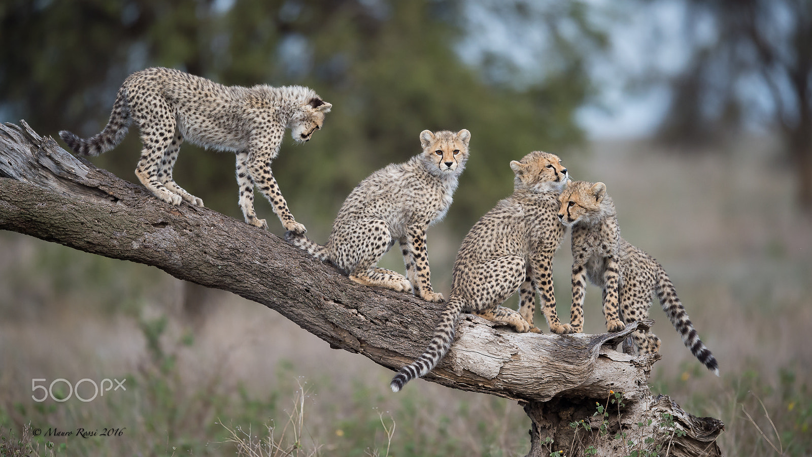 Nikon AF-S Nikkor 500mm F4E FL ED VR sample photo. All togheter....the 4 brothers. photography