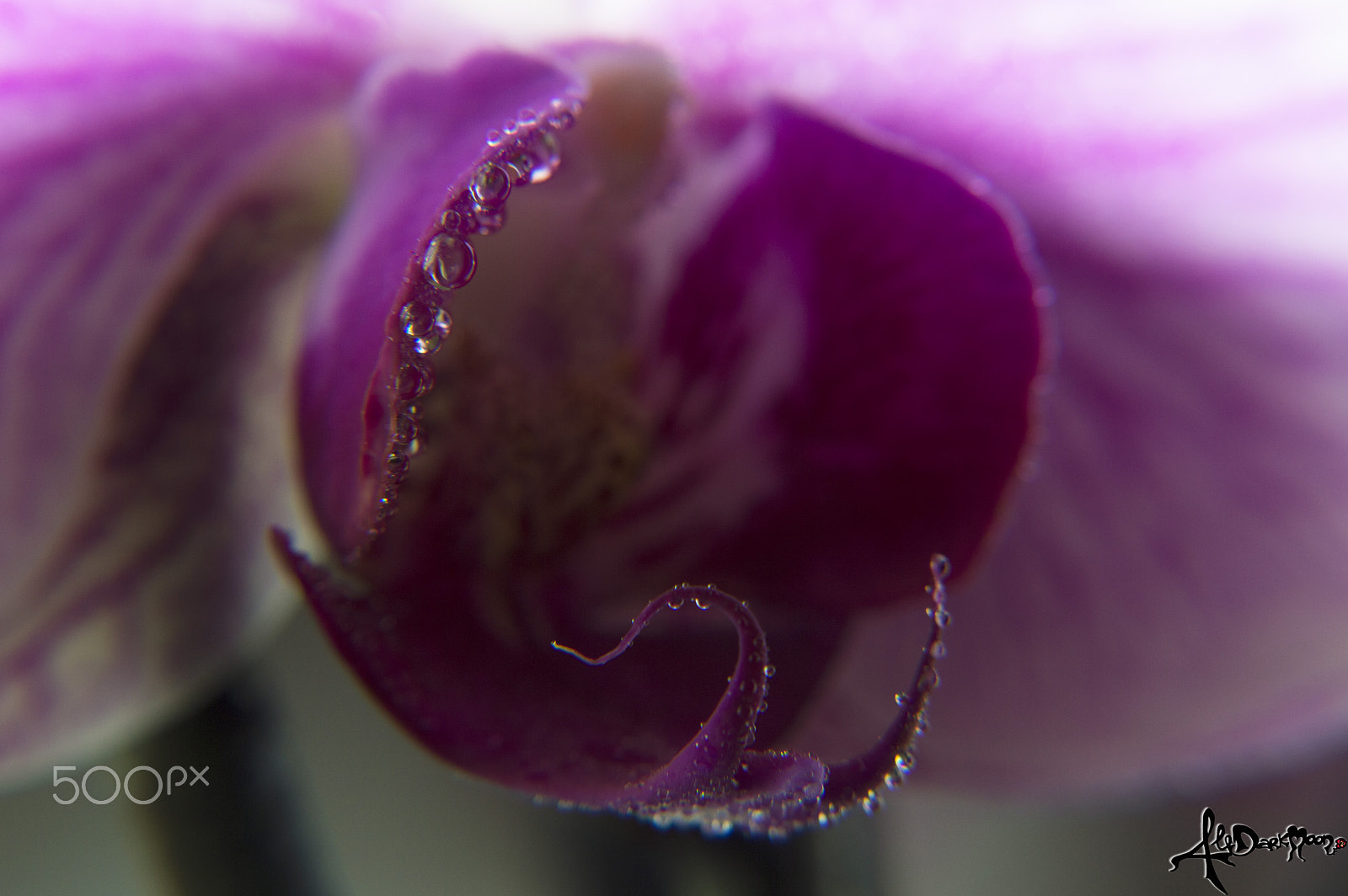 Nikon D3200 sample photo. Drops photography