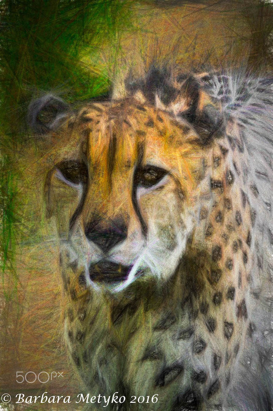 Sony 70-300mm F4.5-5.6 G SSM sample photo. Zoo photography