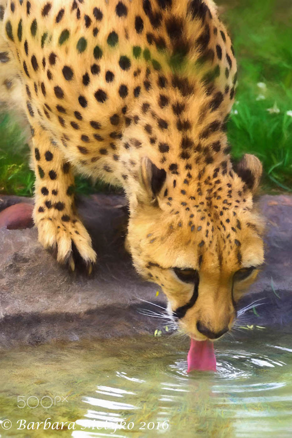 Sony 70-300mm F4.5-5.6 G SSM sample photo. Zoo photography