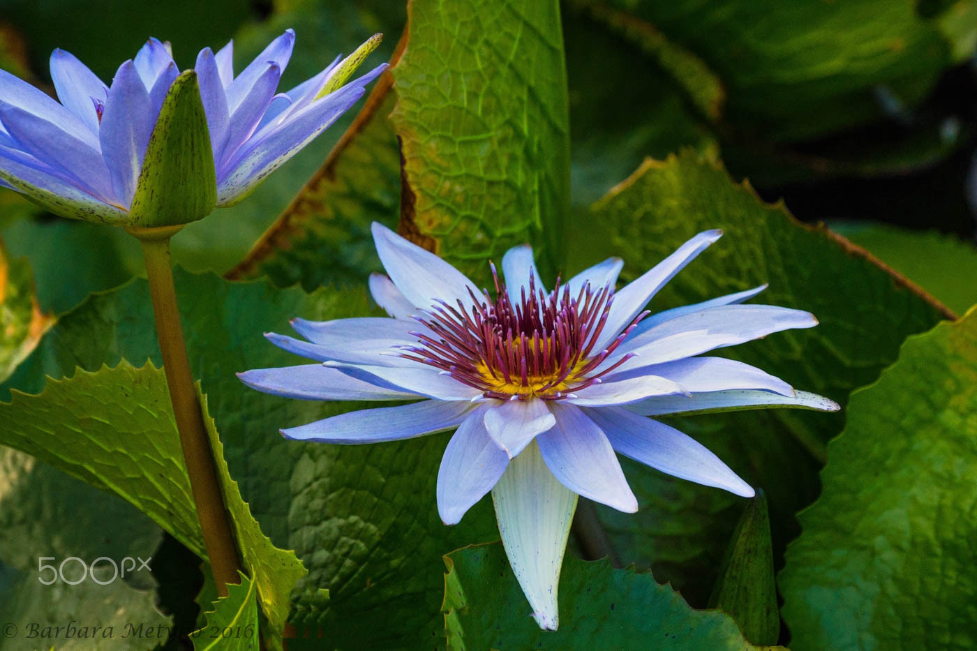 Sony DT 18-135mm F3.5-5.6 SAM sample photo. Calendar photography