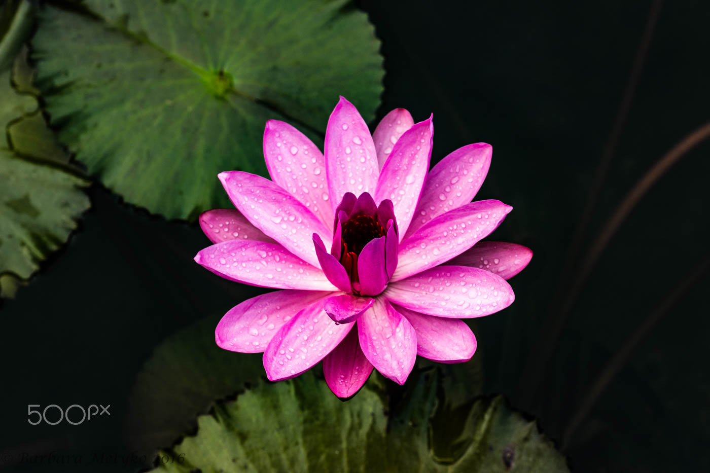 Sony a99 II + Sony 100mm F2.8 Macro sample photo. Calendar photography