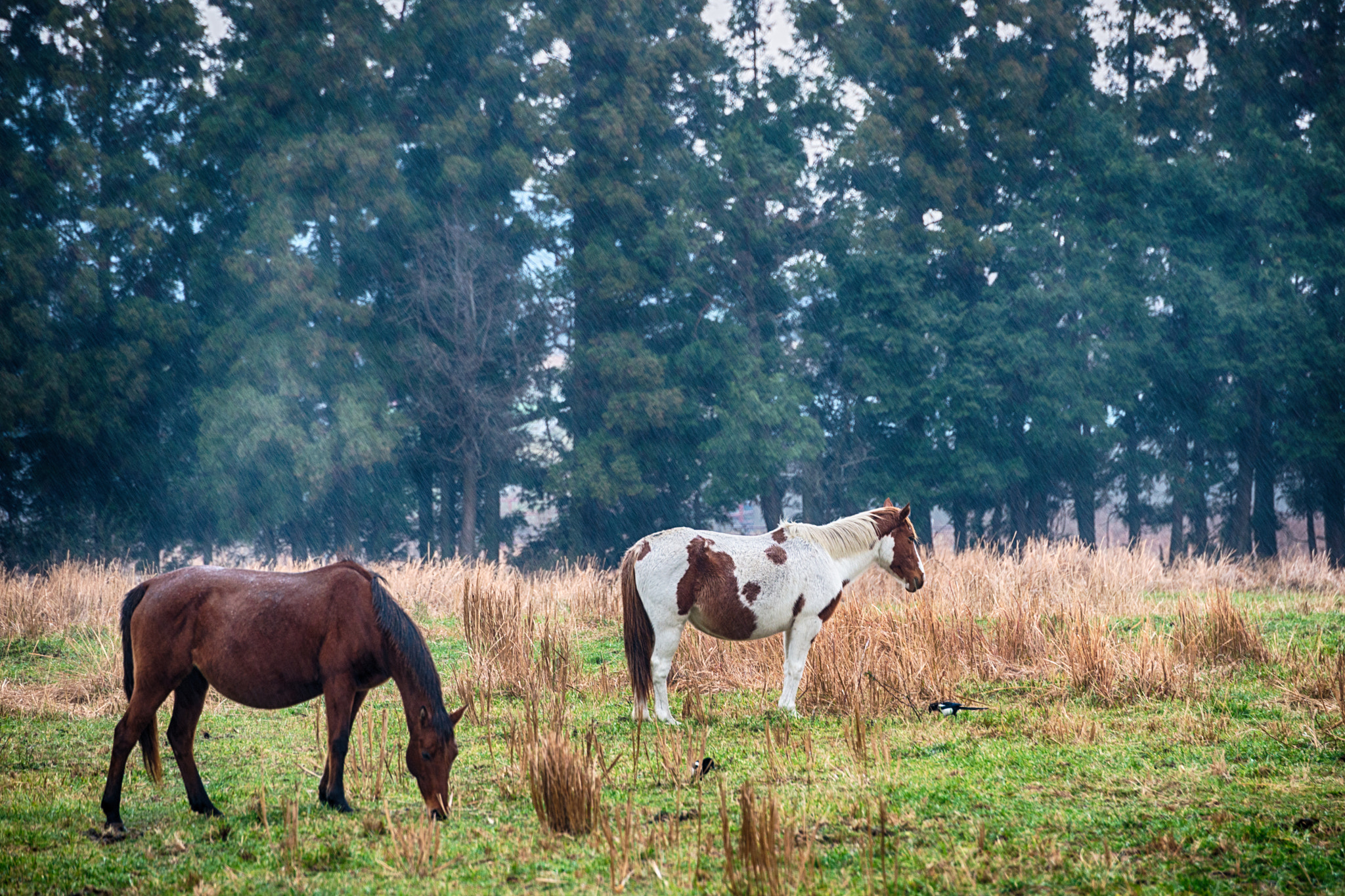 Nikon D800 + Tamron SP 70-300mm F4-5.6 Di VC USD sample photo. Horse in the forest photography
