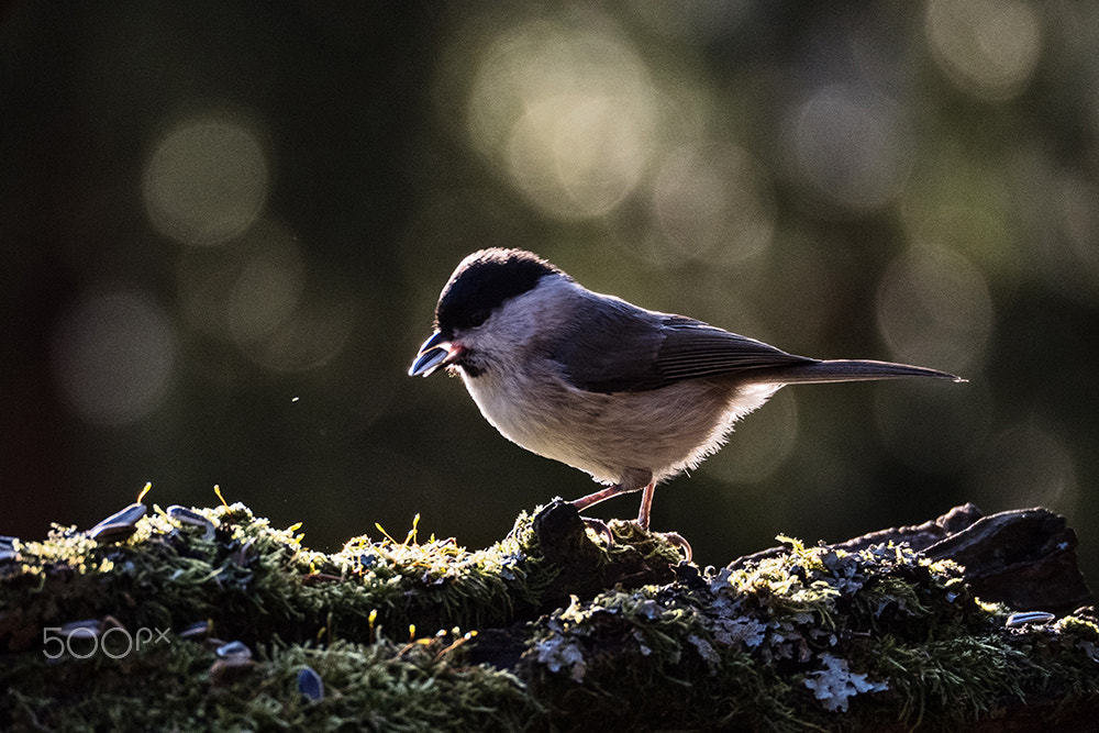 Olympus OM-D E-M5 II sample photo. Marsh tit photography