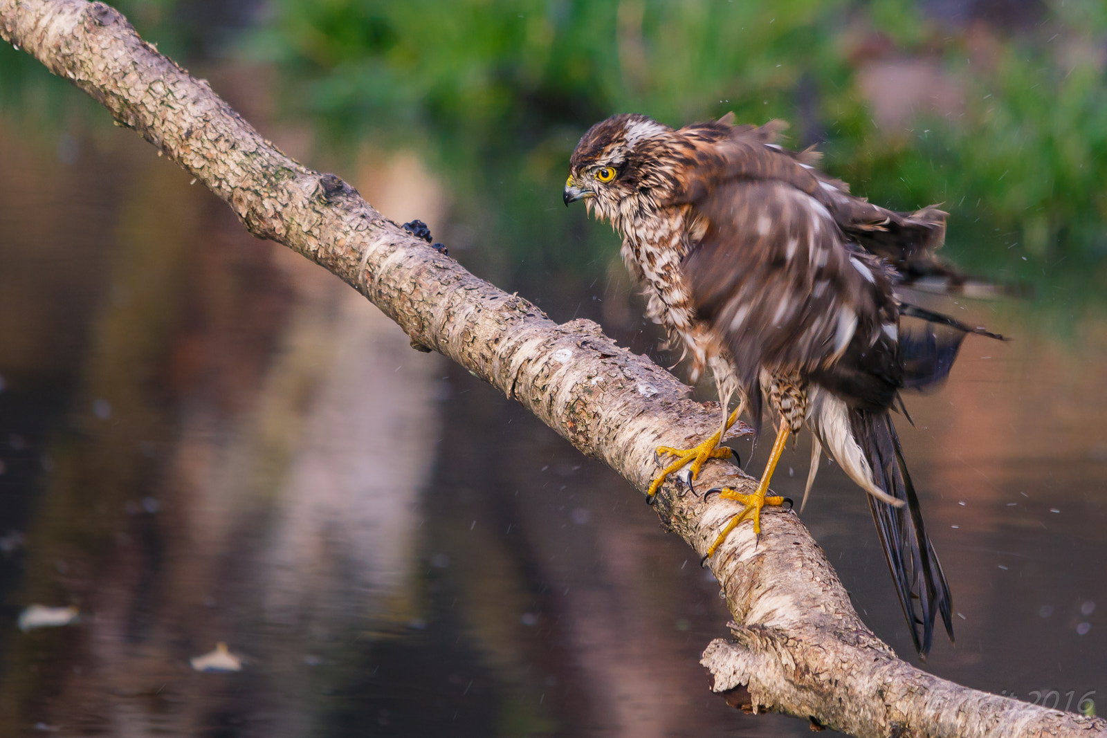 Canon EOS 6D + Sigma 150-500mm F5-6.3 DG OS HSM sample photo. Shaking sparrowhawk @ the branch photography