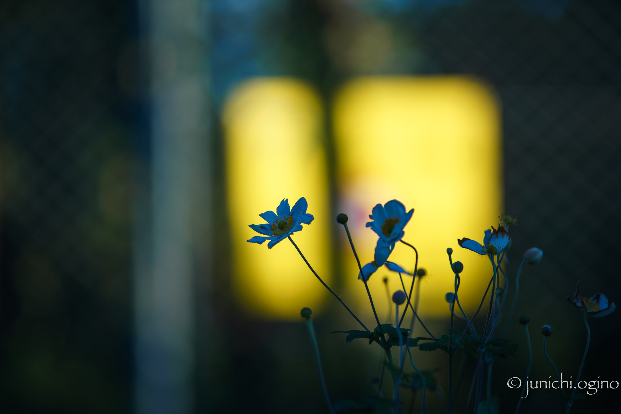 Sony a7R II sample photo. Nameless flowers photography