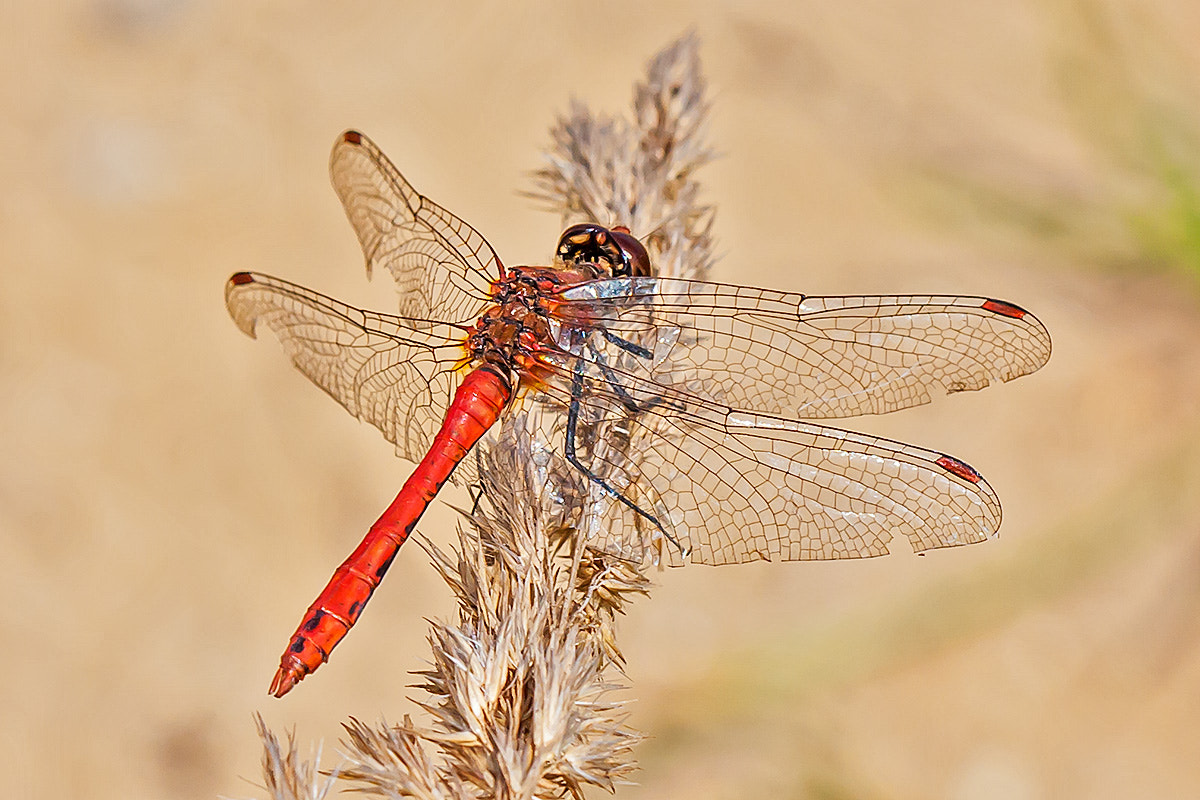 Canon EF 100mm F2.8 Macro USM sample photo. Sympetrum vulgatum photography