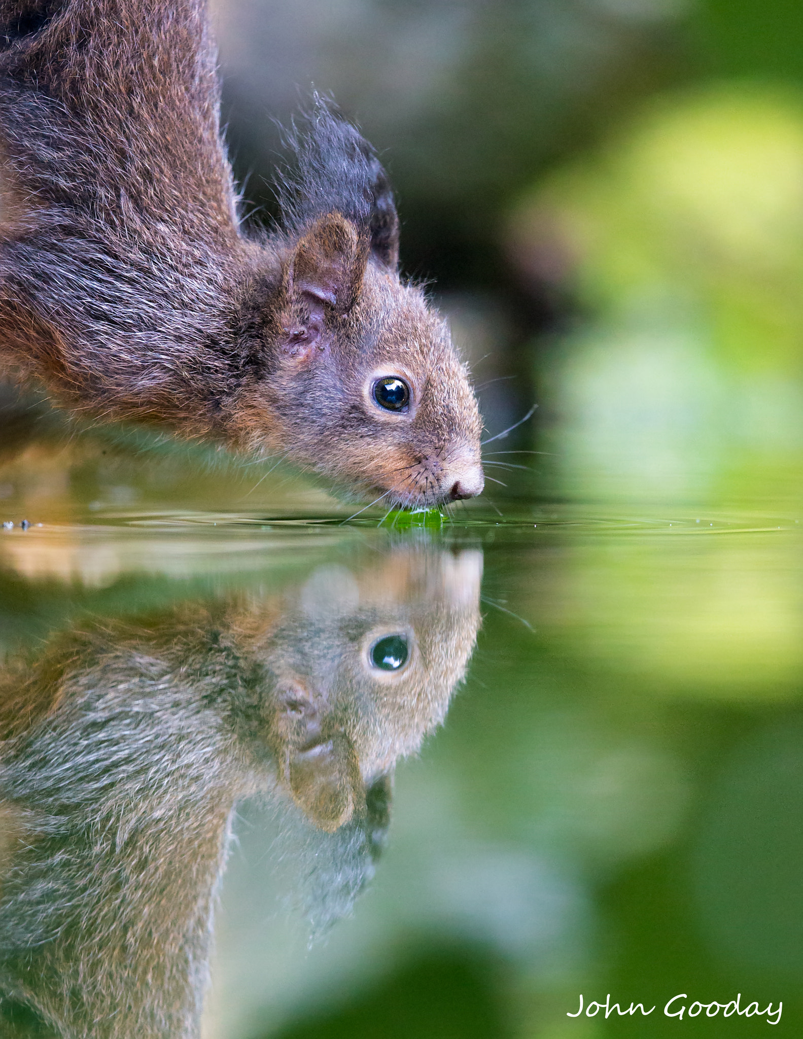 Canon EF 500mm F4L IS II USM sample photo. Thirsty work photography
