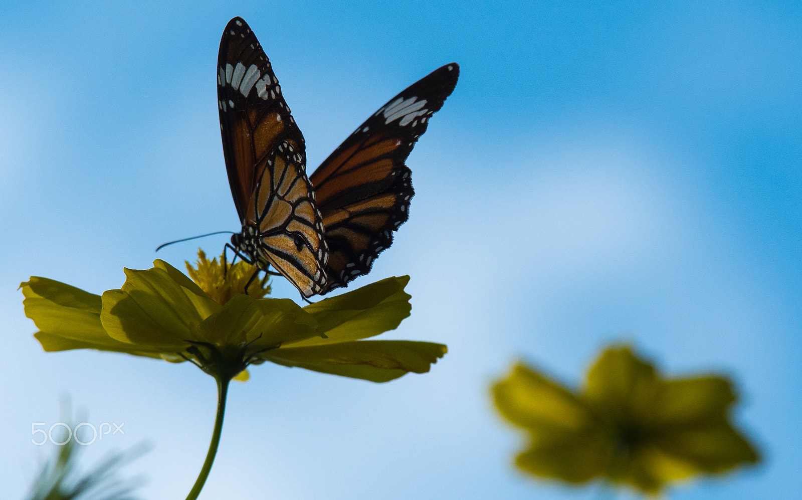 Panasonic Lumix G X Vario 35-100mm F2.8 OIS sample photo. Blue tiger photography