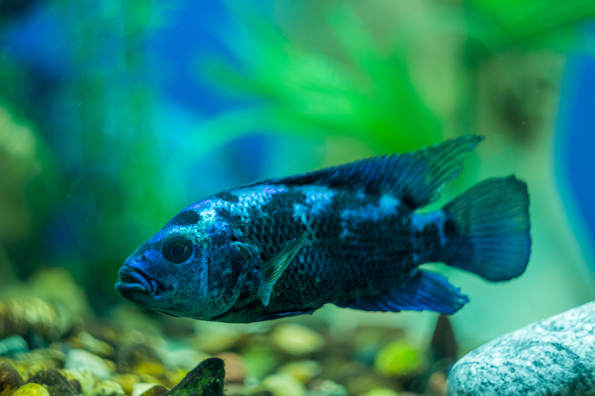 Canon EF 35-80mm f/4-5.6 sample photo. Fish photography