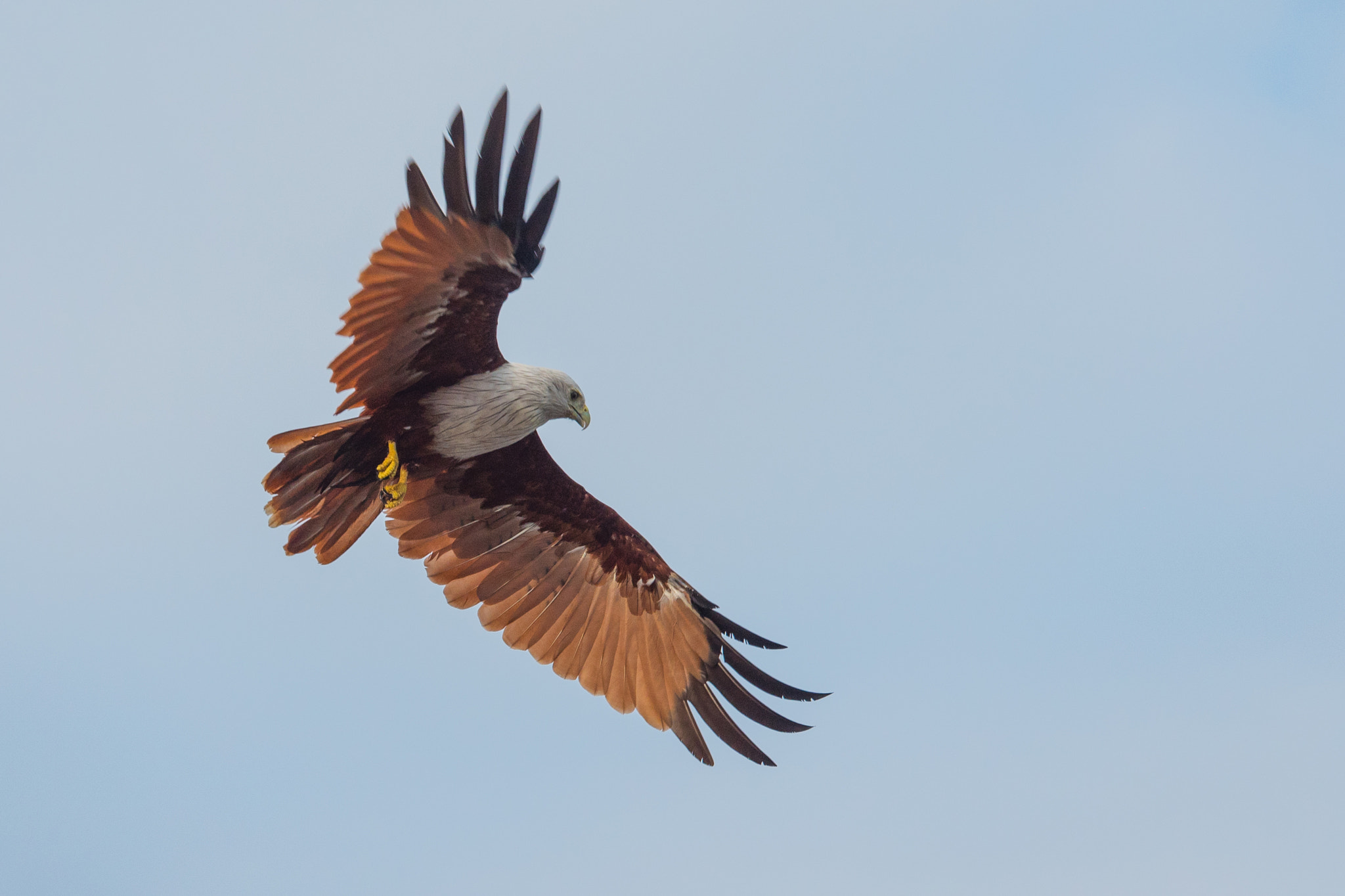 Panasonic Lumix DMC-GH4 + Panasonic Lumix G X Vario 35-100mm F2.8 OIS sample photo. Brahmi kite photography